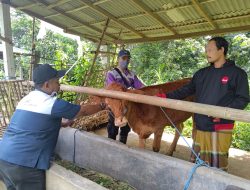 Tiga Bulan Terakhir, 89 Sapi di Tulungagung Terserang PMK, Mayoritas Belum Divaksin