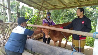 Tiga Bulan Terakhir, 89 Sapi di Tulungagung Terserang PMK, Mayoritas Belum Divaksin