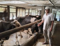 BRI Kediri Dorong Pengembangan Peternak Sapi Perah di Lereng Gunung Kelud