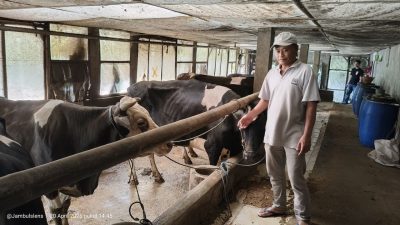 BRI Kediri Dorong Pengembangan Peternak Sapi Perah di Lereng Gunung Kelud