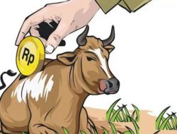Sapi Bantuan Hilang Misterius, Pokmas di Jatirejo Nganjuk Terancam Dilaporkan