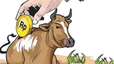 Sapi Bantuan Hilang Misterius, Pokmas di Jatirejo Nganjuk Terancam Dilaporkan