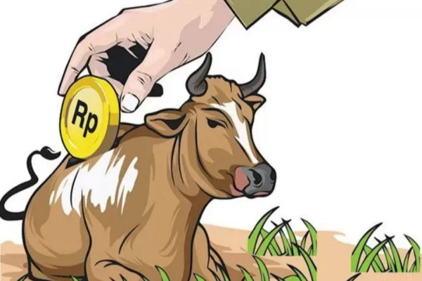 Sapi Bantuan Hilang Misterius, Pokmas di Jatirejo Nganjuk Terancam Dilaporkan