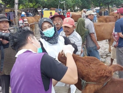 Kasus PMK Nihil, DKPP Kabupaten Kediri Tetap Genjot Vaksinasi Ternak