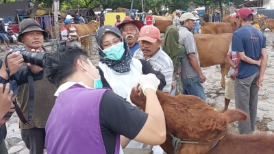 Kasus PMK Nihil, DKPP Kabupaten Kediri Tetap Genjot Vaksinasi Ternak