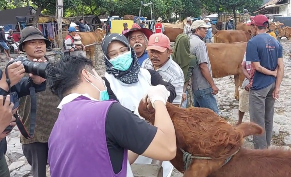 Kasus PMK Nihil, DKPP Kabupaten Kediri Tetap Genjot Vaksinasi Ternak