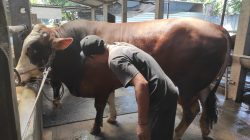 Sapi Kurban Presiden Prabowo dari Jombang Berbobot Hampir 1 Ton, Dibeli Rp100 Juta