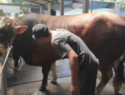 Sapi Kurban Presiden Prabowo dari Jombang Berbobot Hampir 1 Ton, Dibeli Rp100 Juta