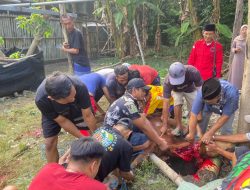 DPC PDI Perjuangan Jombang Salurkan Hewan Kurban, Tokoh Masyarakat Apresiasi Kepedulian Partai