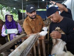 Pemkot Batu Buka Layanan Pemotongan Hewan Kurban di RPH, Retribusi Gratis Saat Iduladha