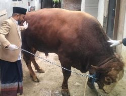 Sapi Kurban Presiden Prabowo untuk Warga Brau, Heli Suyanto: Sapinya Lebih Banyak dari Penduduk