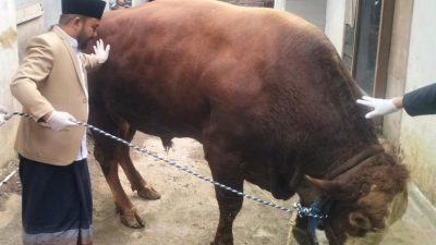 Sapi Kurban Presiden Prabowo untuk Warga Brau, Heli Suyanto: Sapinya Lebih Banyak dari Penduduk