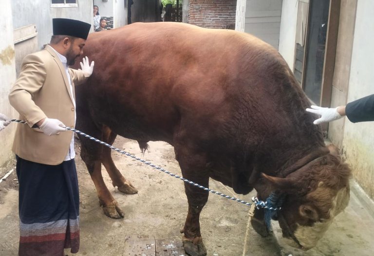 Sapi Kurban Presiden Prabowo untuk Warga Brau, Heli Suyanto: Sapinya Lebih Banyak dari Penduduk