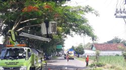 DLH Kabupaten Kediri Intensif Patroli Pohon, Antisipasi Pohon Kering dan Keropos Tumbang