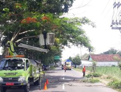 DLH Kabupaten Kediri Intensif Patroli Pohon, Antisipasi Pohon Kering dan Keropos Tumbang