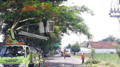 DLH Kabupaten Kediri Intensif Patroli Pohon, Antisipasi Pohon Kering dan Keropos Tumbang