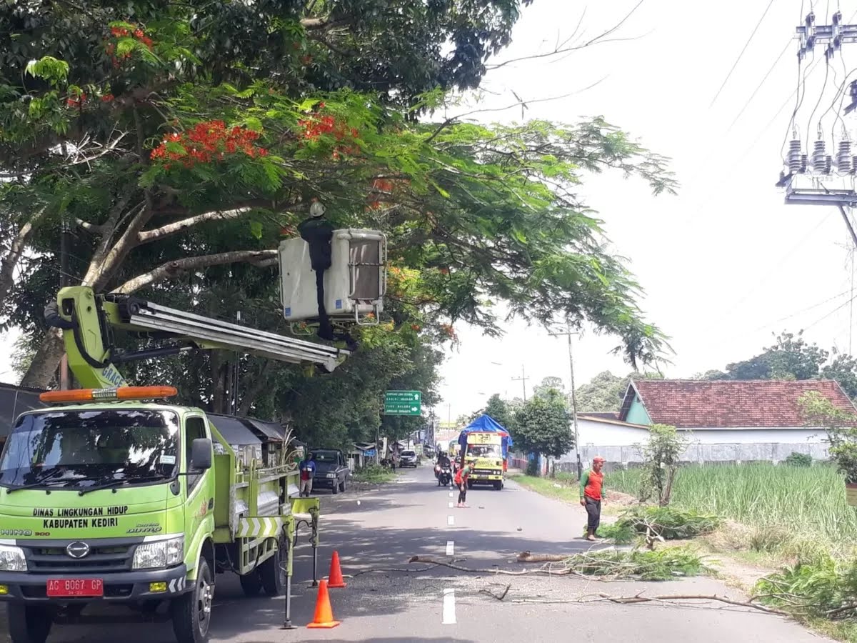 DLH Kabupaten Kediri Intensif Patroli Pohon, Antisipasi Pohon Kering dan Keropos Tumbang