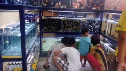 Pembudidaya Ikan Moly Diminta Waspadai Cuaca Ekstrem