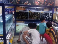 Pembudidaya Ikan Moly Diminta Waspadai Cuaca Ekstrem