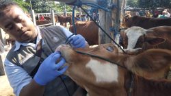 Sidak Hewan Kurban, Petugas Temukan Sapi Terkena Parasit Cacing