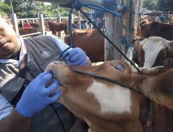 Sidak Hewan Kurban, Petugas Temukan Sapi Terkena Parasit Cacing