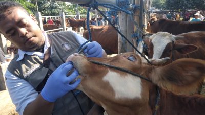 Sidak Hewan Kurban, Petugas Temukan Sapi Terkena Parasit Cacing