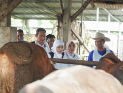 Didampingi Bupati Yes, Gubernur Khofifah Tinjau Kesiapan Hewan Kurban di Lamongan