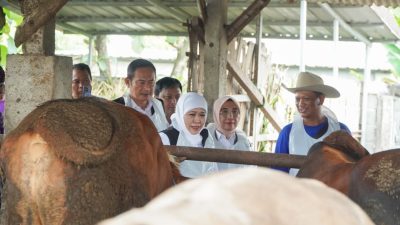 Didampingi Bupati Yes, Gubernur Khofifah Tinjau Kesiapan Hewan Kurban di Lamongan