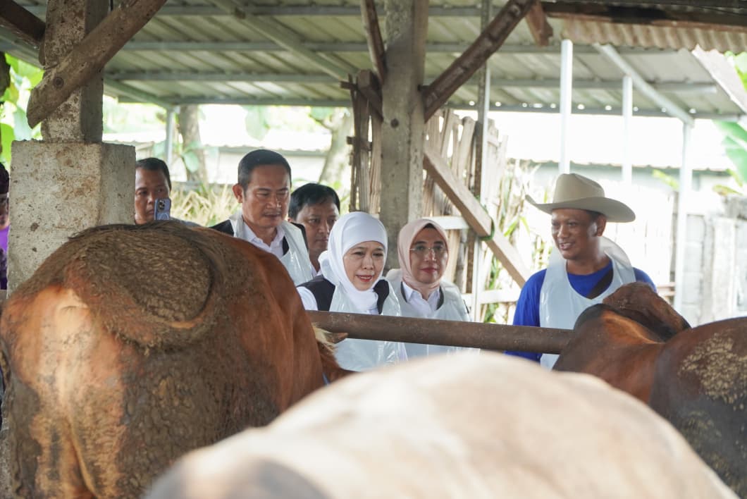 Didampingi Bupati Yes, Gubernur Khofifah Tinjau Kesiapan Hewan Kurban di Lamongan