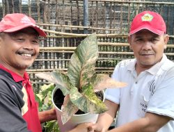 Camat Mojoroto Dorong ASN Siapkan Masa Purna Produktif Lewat Budidaya Anthurium