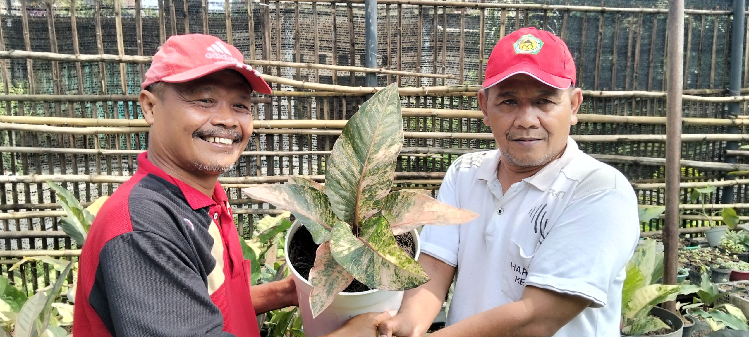Camat Mojoroto Dorong ASN Siapkan Masa Purna Produktif Lewat Budidaya Anthurium