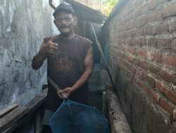 Lahan Sempit Disulap Jadi Ladang Cuan, Imam Sugianto Tekuni Budidaya Lele Meski Harga Pakan Mahal