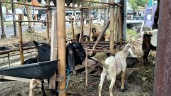 H-9 Idul Adha, Pedagang Kambing Kurban di Gambiran Kediri Keluhkan Penjualan Masih Sepi