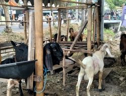 H-9 Idul Adha, Pedagang Kambing Kurban di Gambiran Kediri Keluhkan Penjualan Masih Sepi
