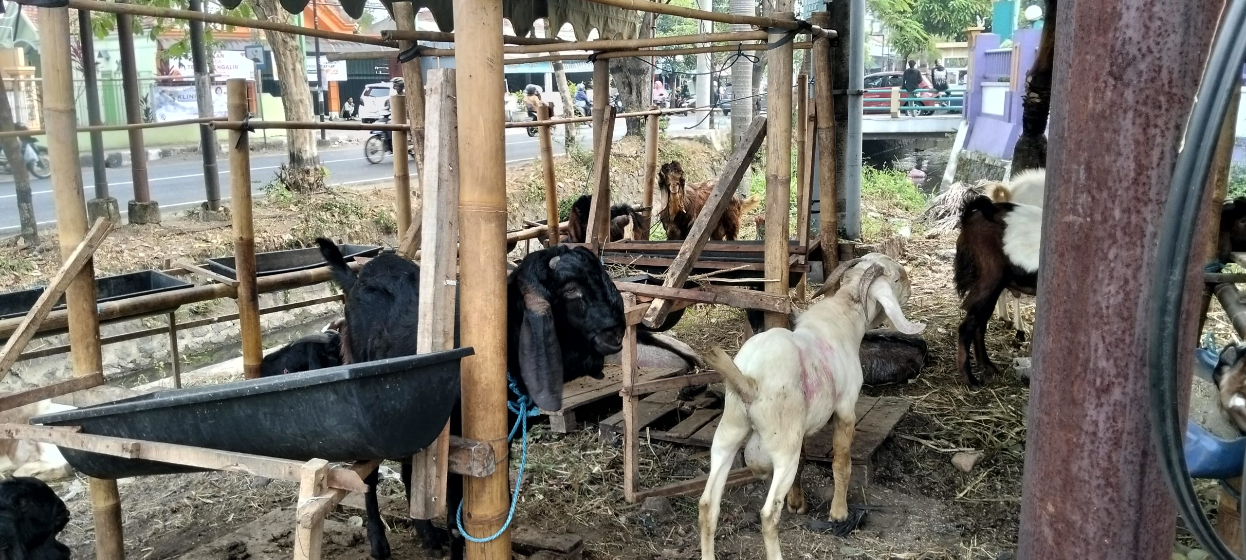 H-9 Idul Adha, Pedagang Kambing Kurban di Gambiran Kediri Keluhkan Penjualan Masih Sepi