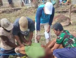 Sebanyak 3 Sapi dan 5 Kambing Disembelih, Masjid Baitul Hakim Mrican Tebar Semangat Kesetaraan Iduladha