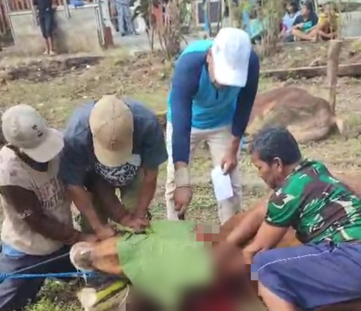 Sebanyak 3 Sapi dan 5 Kambing Disembelih, Masjid Baitul Hakim Mrican Tebar Semangat Kesetaraan Iduladha