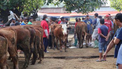 Permintaan Sapi Kurban di Ponorogo Meningkat, Harga Ternak Naik Jelang Iduladha
