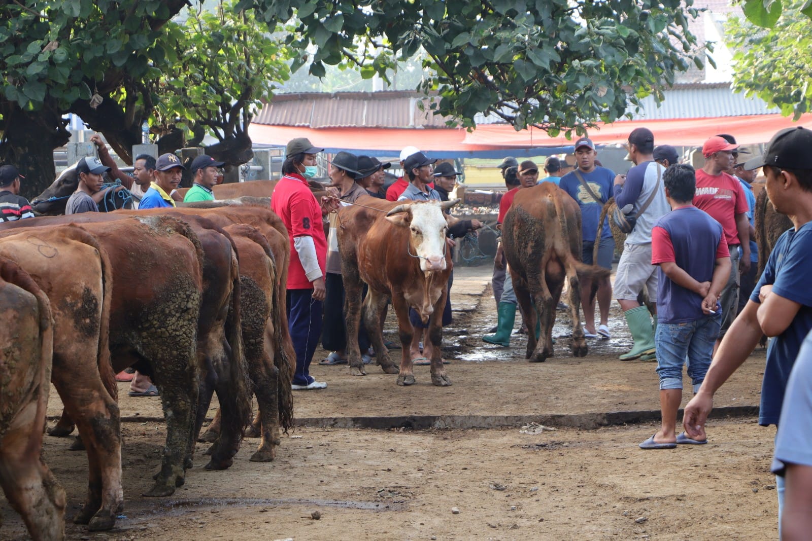 Permintaan Sapi Kurban di Ponorogo Meningkat, Harga Ternak Naik Jelang Iduladha
