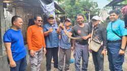 Damkar Amankan Anakan Buaya di Permukiman Warga