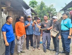 Damkar Amankan Anakan Buaya di Permukiman Warga