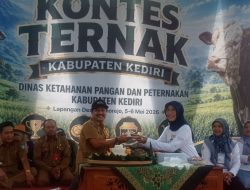DKPP Kabupaten Kediri Gelar Kontes Ternak 2026, 136 Sapi Bernilai Hingga Rp7 Miliar
