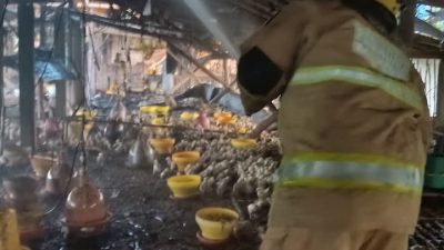 Diduga Konsleting Listrik, Kandang Ayam di Semen Kediri Terbakar