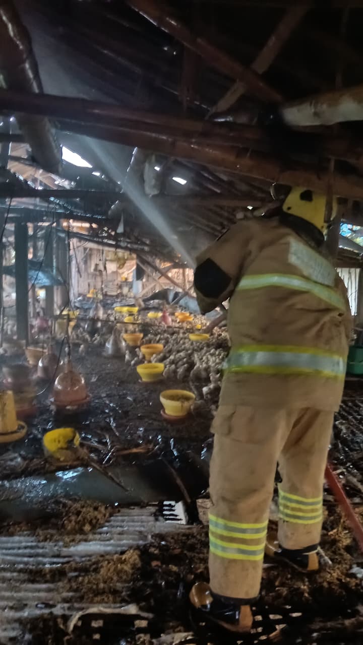 Diduga Konsleting Listrik, Kandang Ayam di Semen Kediri Terbakar