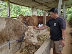 Melihat Peternakan Sapi Premium Berukuran Jumbo di Ponorogo, Sediakan Hewan Kurban Berbobot 1 Ton