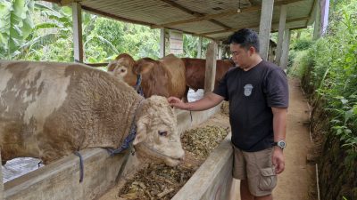 Melihat Peternakan Sapi Premium Berukuran Jumbo di Ponorogo, Sediakan Hewan Kurban Berbobot 1 Ton