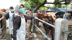 DKPP Pastikan Hewan Kurban di Pasar Hewan Pare Sehat dan Layak Jual