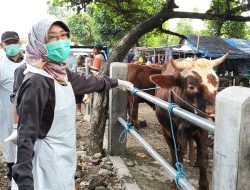 DKPP Pastikan Hewan Kurban di Pasar Hewan Pare Sehat dan Layak Jual