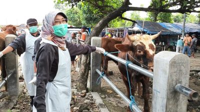 DKPP Pastikan Hewan Kurban di Pasar Hewan Pare Sehat dan Layak Jual