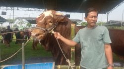 Marhaban, Sapi Kontes Berbobot 1,1 Ton Asal Kediri Ditawar Rp150 Juta